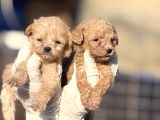 Maltipoo yavrularımız
