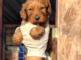 Toy poodle yavrularımız
