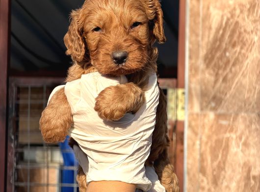 Toy Poodle Yavrularımız