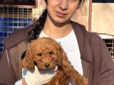 Toy Poodle Yavrularımız