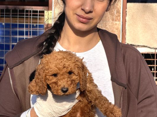 Toy Poodle Yavrularımız görsel