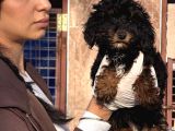 Toy Poodle Yavrularımız