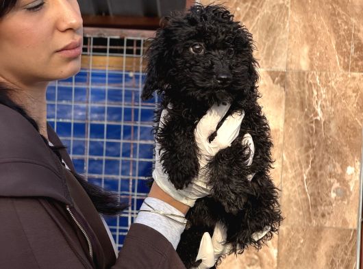 Toy Poodle Yavrularımız görsel