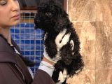 Toy Poodle Yavrularımız