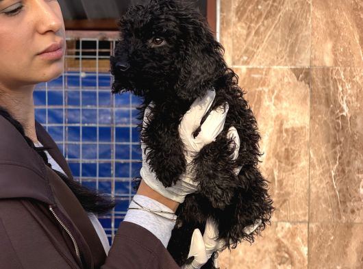 Toy Poodle Yavrularımız görsel