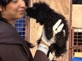 Toy Poodle Yavrularımız
