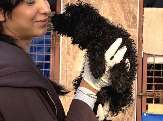 Toy Poodle Yavrularımız görsel