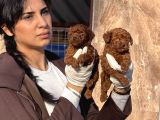 Kore Poodle Yavrularımız
