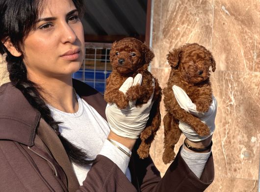 Kore Poodle Yavrularımız görsel