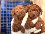 Kore Poodle Yavrularımız