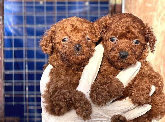 Kore Poodle Yavrularımız görsel