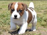 Dişi Ve Erkek Jack Russell Oyuncu Yavrularımız