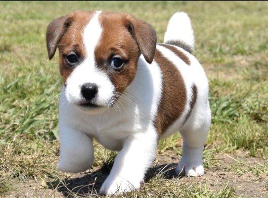 Dişi Ve Erkek Jack Russell Oyuncu Yavrularımız görsel