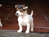 Dişi ve erkek jack russell oyuncu yavrularımız