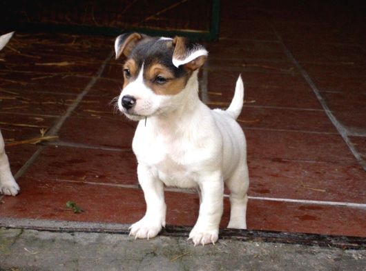 Dişi ve erkek jack russell oyuncu yavrularımız