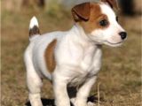 Dişi Ve Erkek Jack Russell Oyuncu Yavrularımız