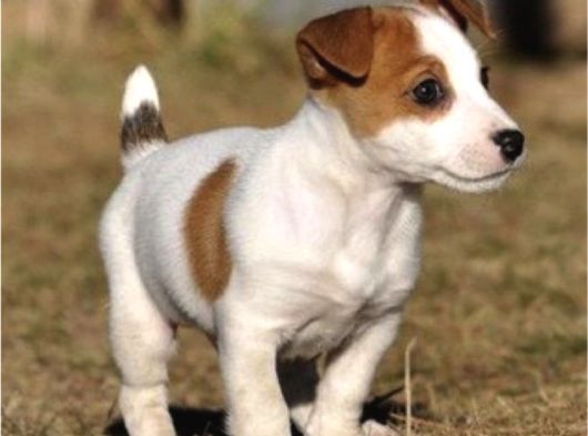 Dişi Ve Erkek Jack Russell Oyuncu Yavrularımız görsel