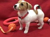 Dişi Ve Erkek Jack Russell Oyuncu Yavrularımız