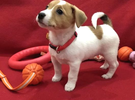 Dişi Ve Erkek Jack Russell Oyuncu Yavrularımız görsel