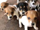 Dişi Ve Erkek Jack Russell Oyuncu Yavrularımız