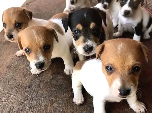 Dişi Ve Erkek Jack Russell Oyuncu Yavrularımız görsel