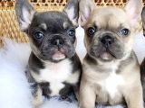 Dişi ve erkek french bulldog yavrularımız