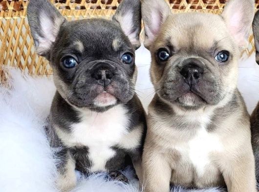 Dişi ve erkek french bulldog yavrularımız