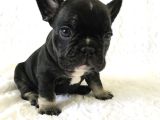Dişi Ve Erkek French Bulldog Yavrularımız