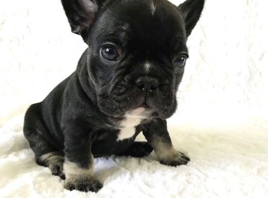 Dişi Ve Erkek French Bulldog Yavrularımız görsel