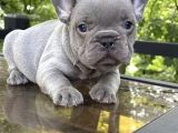Dişi Ve Erkek French Bulldog Yavrularımız