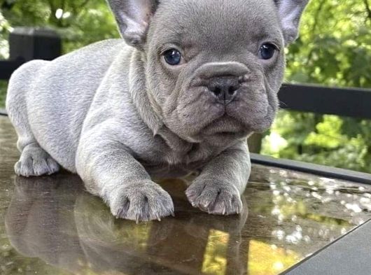 Dişi Ve Erkek French Bulldog Yavrularımız görsel