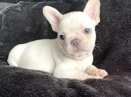Dişi Ve Erkek French Bulldog Yavrularımız görsel