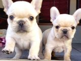 Dişi Ve Erkek French Bulldog Yavrularımız