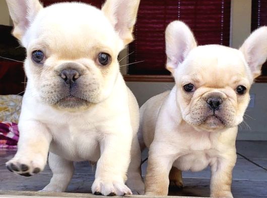 Dişi Ve Erkek French Bulldog Yavrularımız görsel