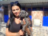 Safkan Canecorso Yavrularımız