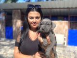 Safkan canecorso yavrularımız