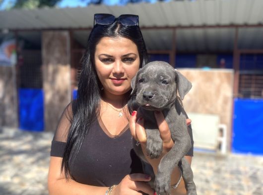 Safkan Canecorso Yavrularımız