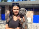 Safkan Canecorso Yavrularımız