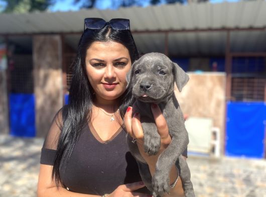 Safkan Canecorso Yavrularımız görsel