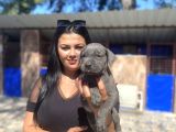 Safkan Canecorso Yavrularımız