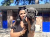 Safkan Canecorso Yavrularımız