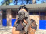 Safkan Canecorso Yavrularımız