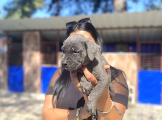 Safkan Canecorso Yavrularımız görsel