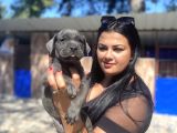 Safkan Canecorso Yavrularımız