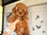 Red Brown Toy Poodle Bebekler Aşili A Kali̇te