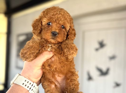 Red Brown Toy Poodle Bebekler Aşili A Kali̇te görsel