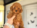 Red Brown Toy Poodle Bebekler Aşili A Kali̇te