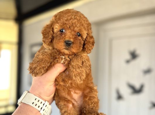 Red Brown Toy Poodle Bebekler Aşili A Kali̇te görsel