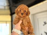 RED BROWN TOY POODLE BEBEKLER AŞILI A KALİTE
