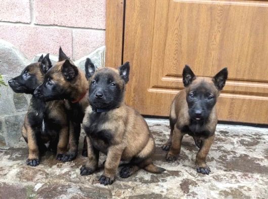 Koyu Kızıl Siyah Hırs Küpü Malinoisler görsel